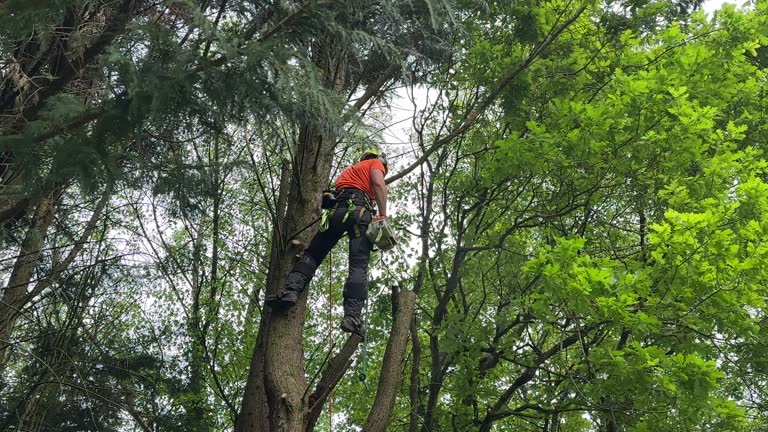 Trusted Mount Arlington, NJ Tree Removal and Landscaping Services Experts